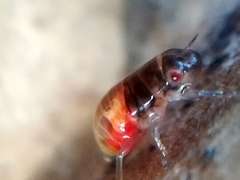 Aphrophoridae