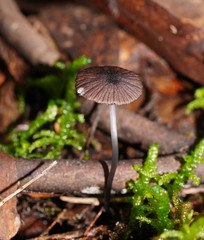 Entoloma transmutans