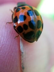 Harmonia axyridis