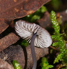 Entoloma transmutans