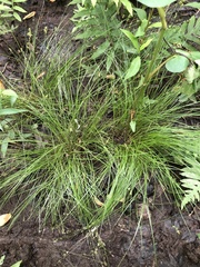 Carex atlantica