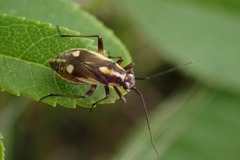 Capsodes sulcatus