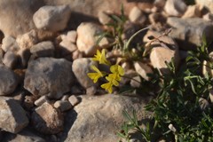 Medicago prostrata