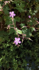 Geranium reuteri