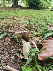 Phallus atrovolvatus