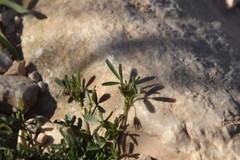 Medicago prostrata