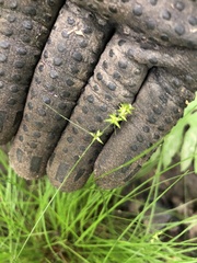 Carex atlantica