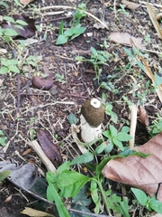 Phallus atrovolvatus