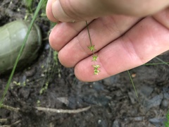 Carex atlantica