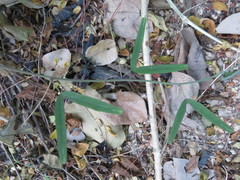 Passiflora mexicana