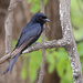Eastern Fork-tailed Drongo - Photo (c) maritzasouthafrica, some rights reserved (CC BY-NC), uploaded by maritzasouthafrica