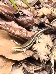 Marisora unimarginata