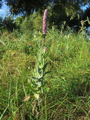 Nepeta tuberosa