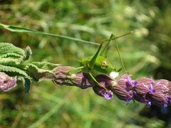 Odontura glabricauda