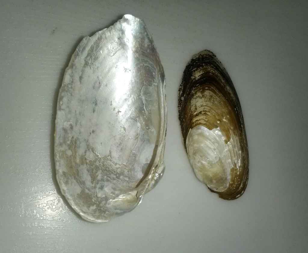Unio tigridis