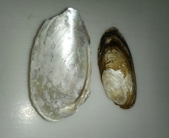 Unio tigridis