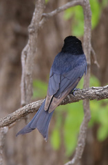 Dicrurus adsimilis fugax