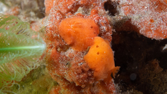 Doriopsilla carneola