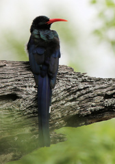 Phoeniculus purpureus marwitzi