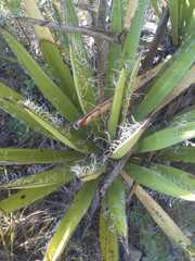Yucca carnerosana