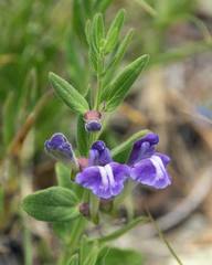 Scutellaria brittonii