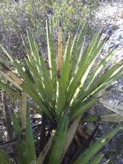 Yucca carnerosana