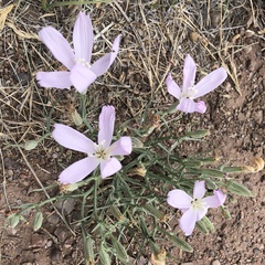 Lygodesmia grandiflora