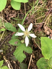 Rubus ursinus