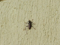 Juiaparus batus
