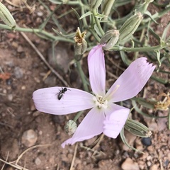 Lygodesmia grandiflora