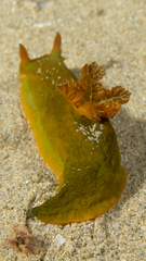 Tambja dracomus