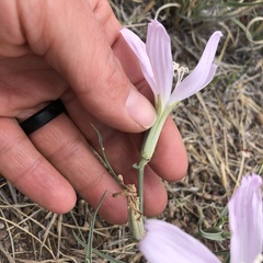 Lygodesmia grandiflora
