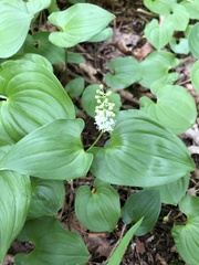 Maianthemum dilatatum