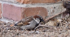 Passer domesticus