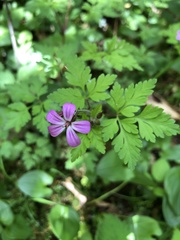 Geranium robertianum