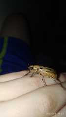 Ancognatha