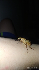 Ancognatha