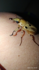Ancognatha