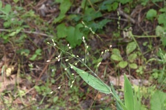 Dichanthelium ravenelii