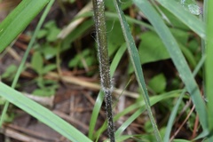 Dichanthelium ravenelii