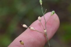 Dichanthelium ravenelii