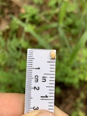 Dichanthelium ravenelii