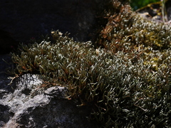 Selaginella wallacei