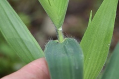 Dichanthelium ravenelii