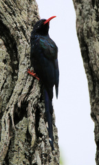 Phoeniculus purpureus marwitzi