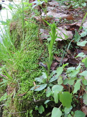 Arabis pycnocarpa adpressipilis