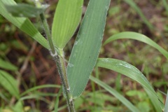 Dichanthelium ravenelii