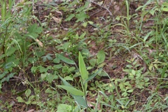 Dichanthelium ravenelii