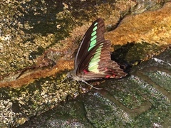 Graphium sarpedon