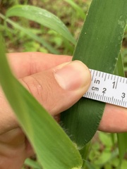 Dichanthelium ravenelii